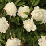 The First Entry: Bloom