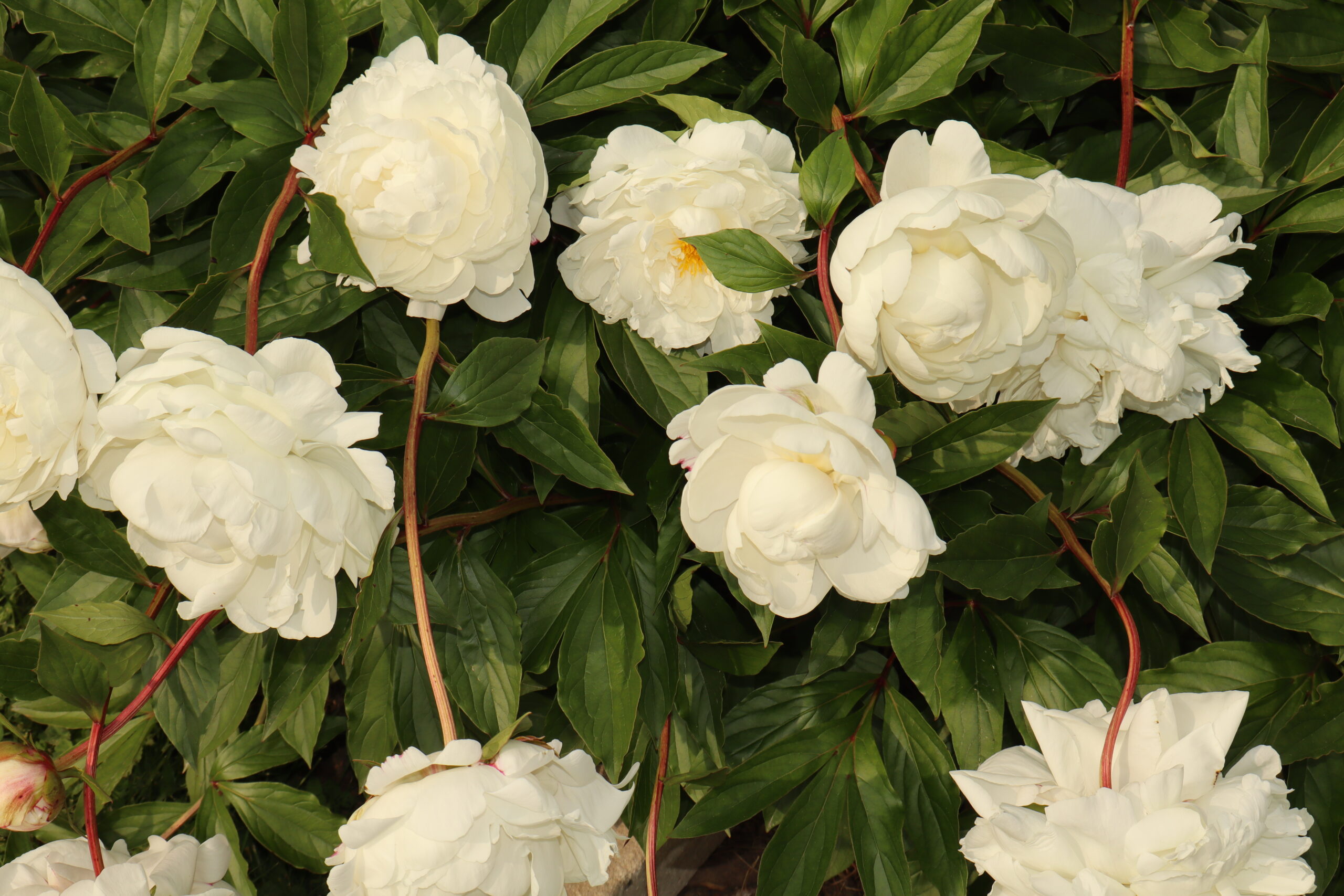 Read more about the article The First Entry: Bloom